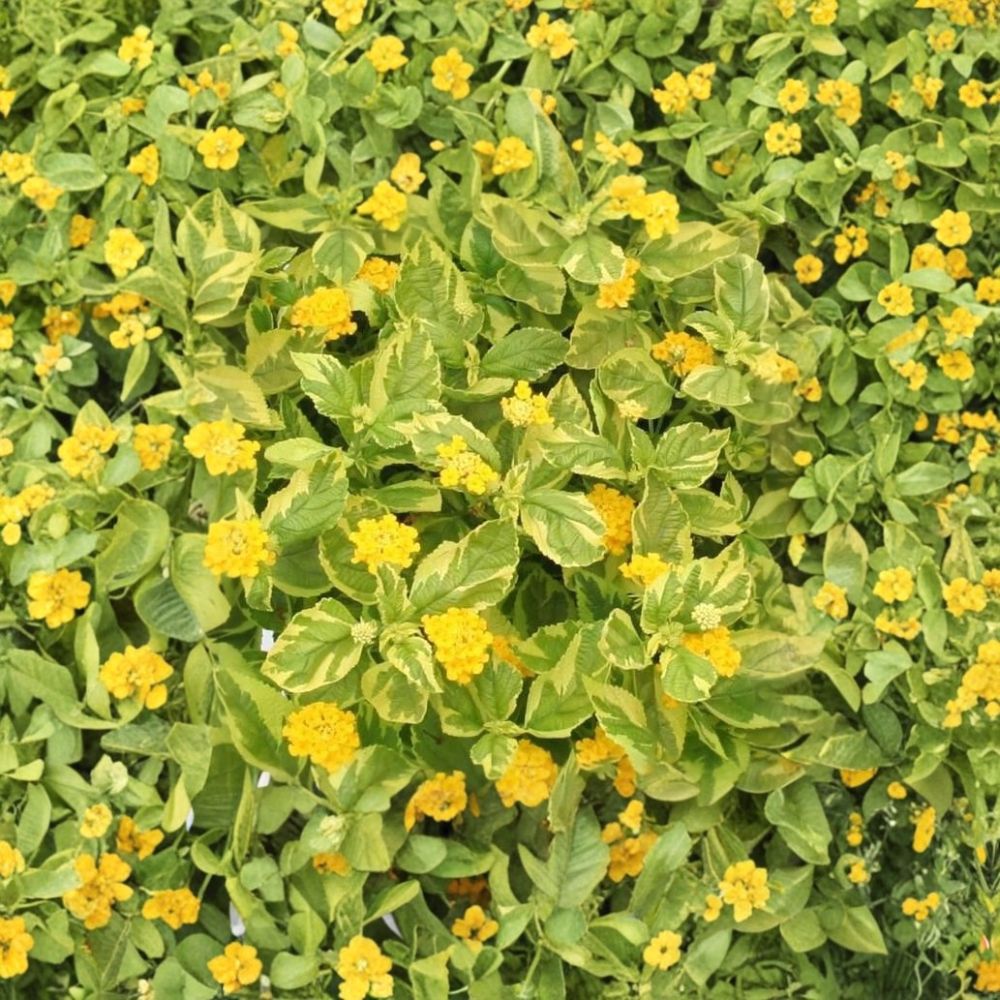 Variegated Lantana 'Samantha' Live Plant – Healthy Starter Plug | Yellow Blooms | Pollinator Garden Favorite | Heat & Drought Tolerant