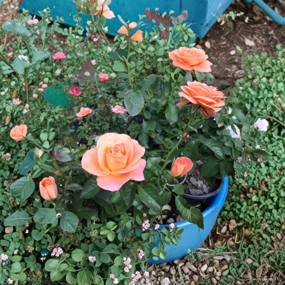 New Year Grandiflora Orange Rose Live Plant – 3 Gallon Size | Vibrant Orange Rose Bush | Repeat Blooming Flowering Shrub | Garden & Landscape Rose | Includes Rooted Live Plant