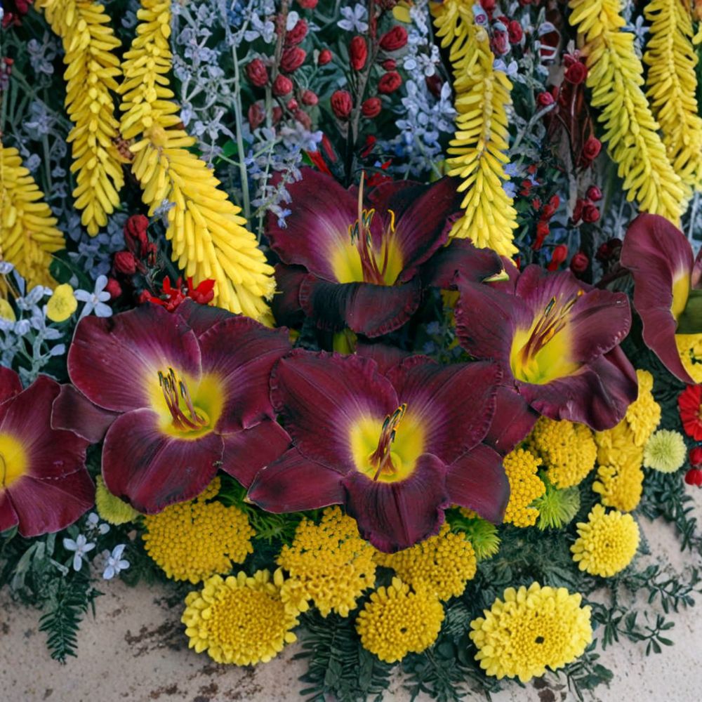 Hemerocallis 'Strutters Ball' Daylily – 3 Bare Root Plants | Grade #1 Roots | Deep Purple Blooms | Hardy Perennial Flower | Easy to Grow