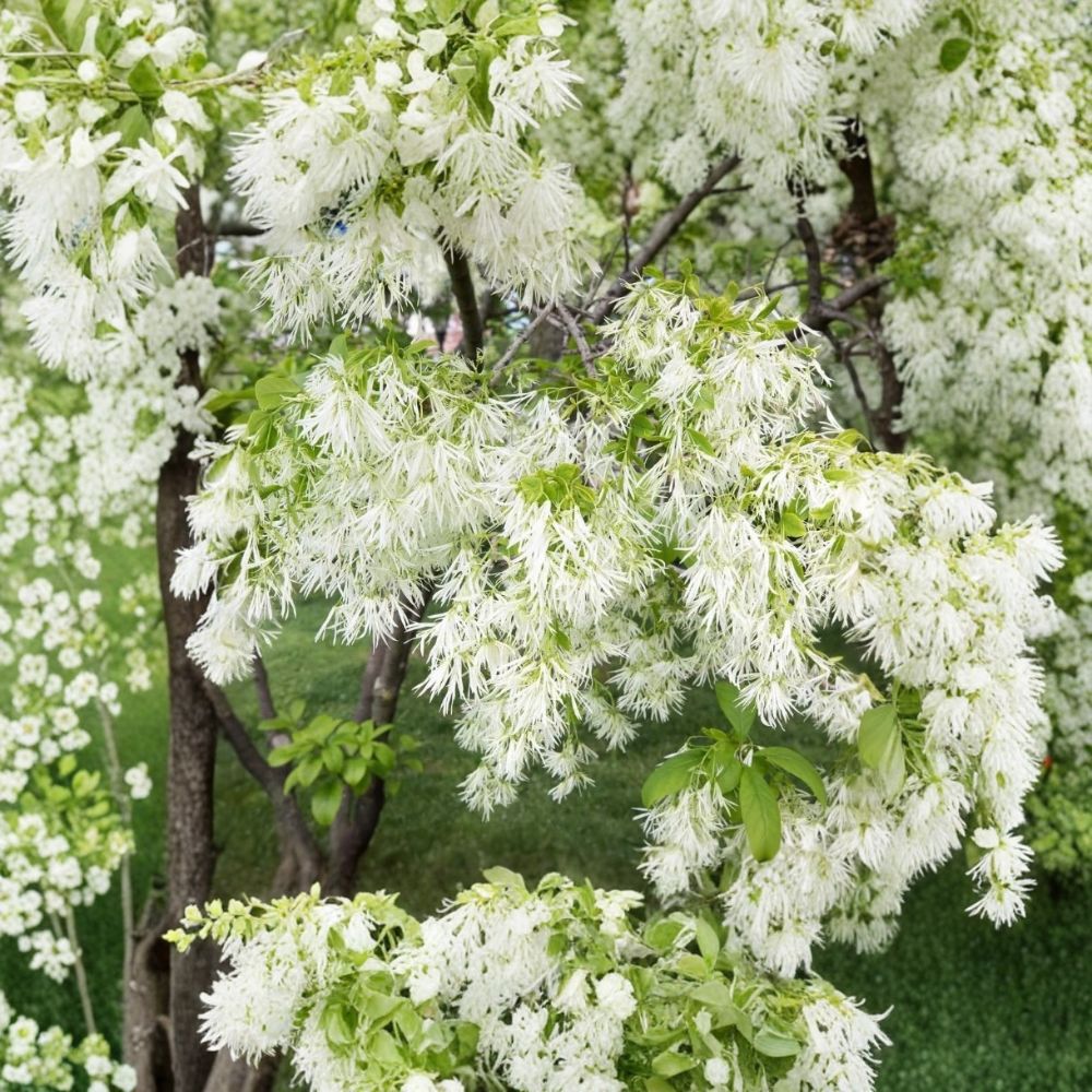 White Fringe Live Plant – 1 Quart Pot | Chionanthus virginicus | Native Woodland Shrub | Fragrant White Flowers | Shade Garden Plant | Zones 4–9
