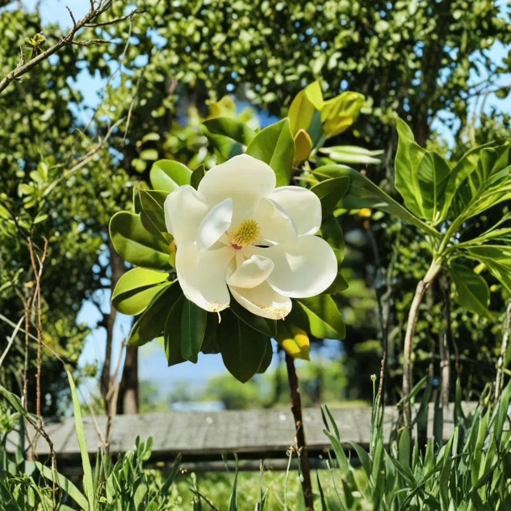 Southern Magnolia – Live Plant | Evergreen Flowering Tree | Fragrant White Blooms | Landscape Tree | Easy to Grow