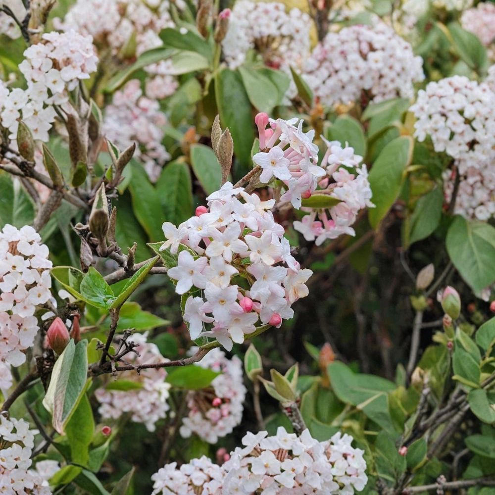 Juddii Viburnum Live Plant – 6–12 Inch Shrub | 2.5 Inch Pot | Fragrant Pink-White Spring Flowers | Deciduous Garden Shrub | Zones 4–7