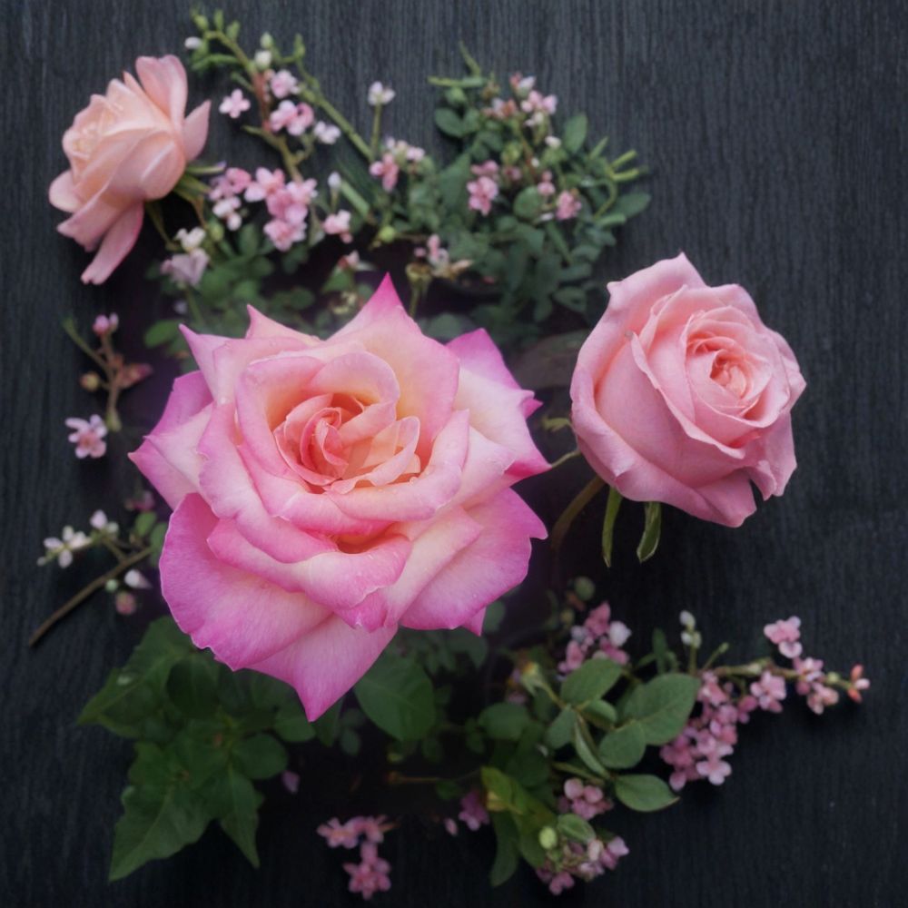 Kordes Perfecta Hybrid Tea Rose Live Plant – 3 Gallon Size | Everblooming Rose Bush | Elegant Cream & Pink Blooms | Fragrant Garden Rose | Includes Rooted Live Plant