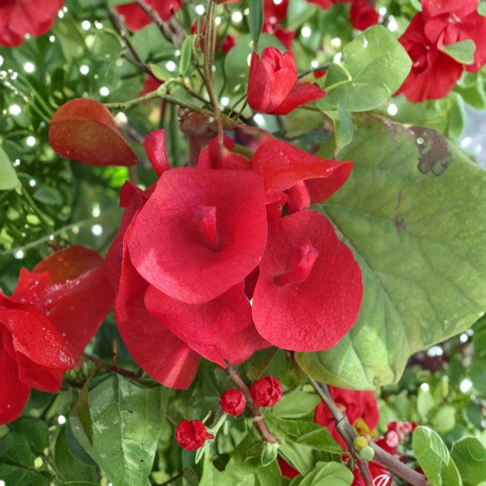 Red Mandarin Hat Live Plant – Holmskioldia sanguinea | 6–10 Inches Tall | Rare Flowering Shrub | Scarlet Red Blooms | Vine-Like Growth Habit