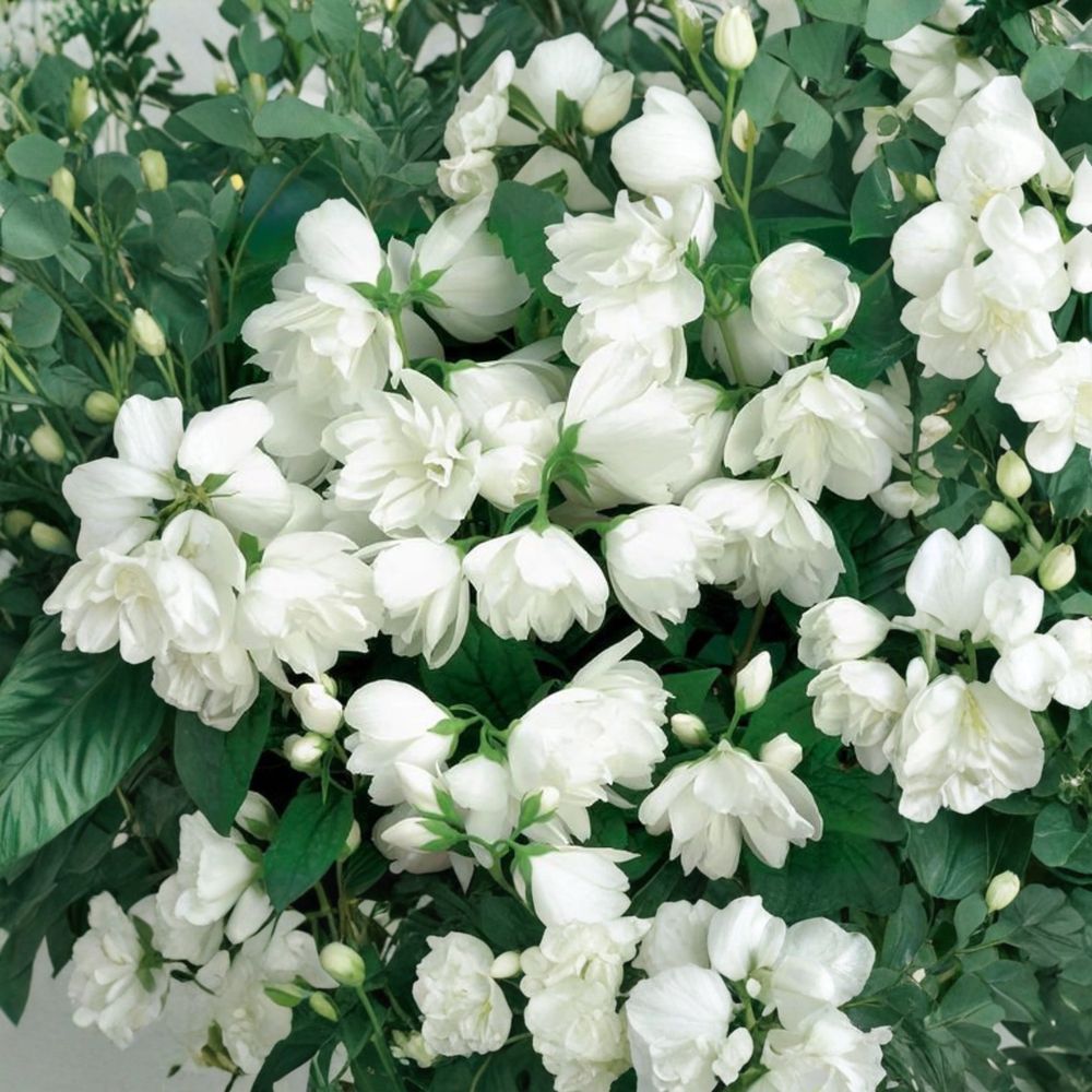 Philadelphus virginalis 'Bouquet Blanc' – Fragrant Mockorange Live Shrub | 2 Gallon Pot Size | Includes Nursery Pot Double White Blooms | Landscape & Garden Friendly | Easy to Grow