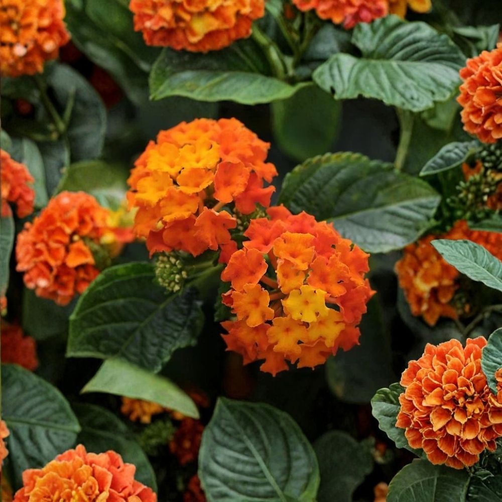 Lantana Orange Live Plant – 4 Inch Nursery Size | No Pot | Bright Orange Flowers | Butterfly & Pollinator Plant | Heat & Drought Tolerant