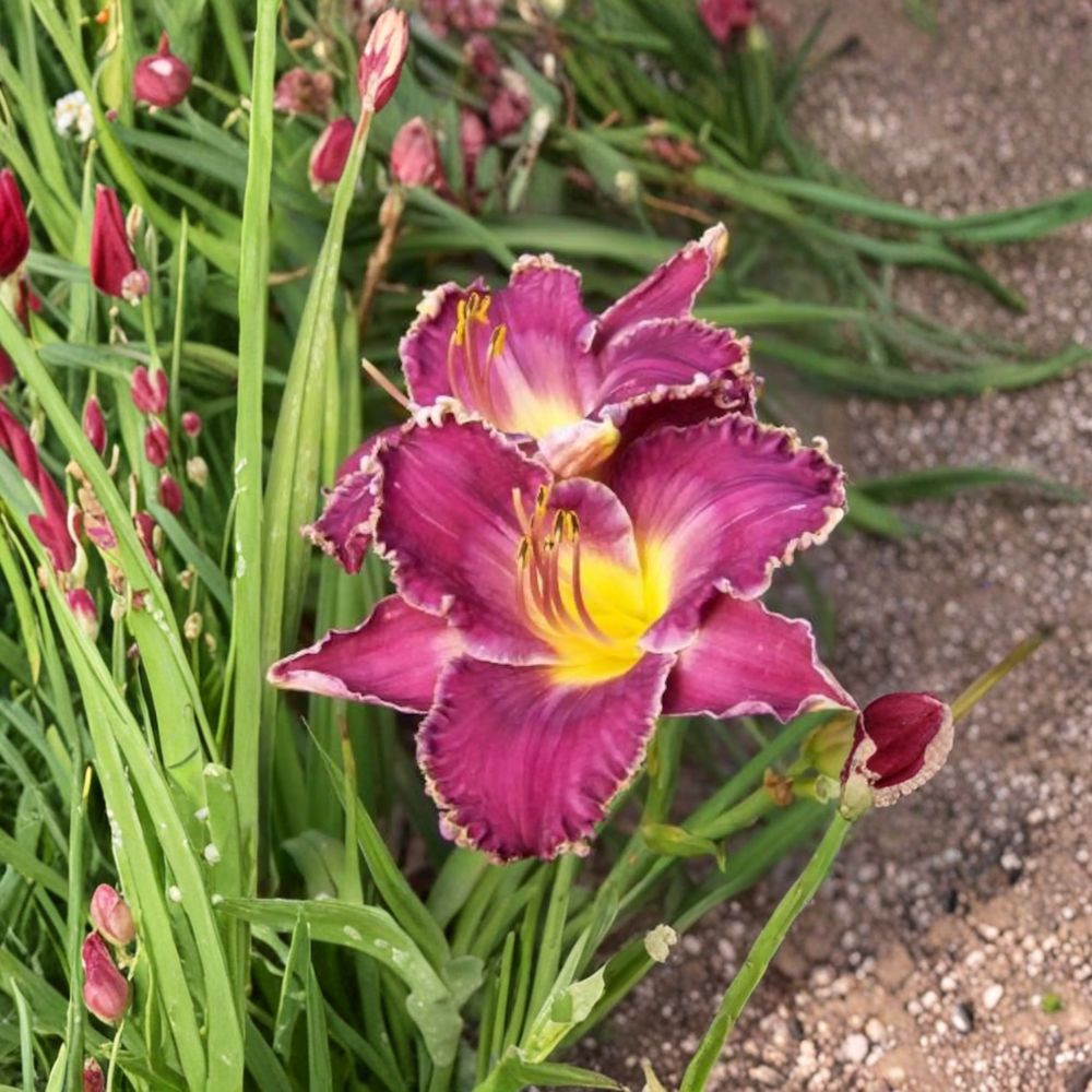 Hemerocallis 'Viking Magic' Daylily – 3 Bare Root Plants | Grade #1 Roots | Hardy Perennial Flower | Easy to Grow | Garden Favorite