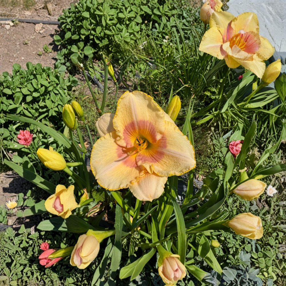 Hemerocallis 'Summer Blush' Daylily – 3 Bare Root Plants | Grade #1 Roots | Hardy Perennial Flower | Easy to Grow | Garden Favorite