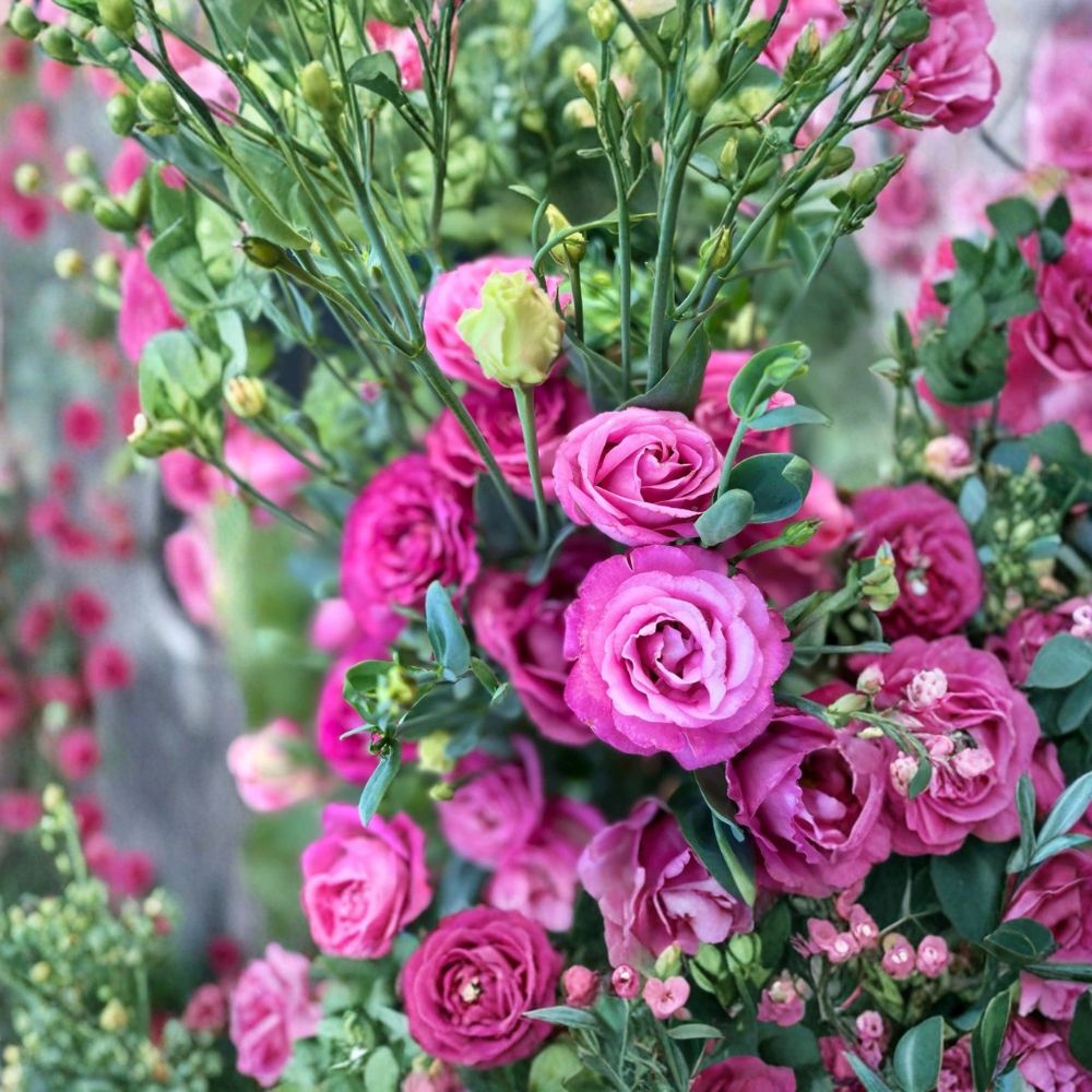 Lisianthus Voyage Deep Rose II Live Plant Plug | 1–3 Inches Tall | Includes Plug Cell | Deep Rose Cut Flower Starter | Garden & Container Friendly