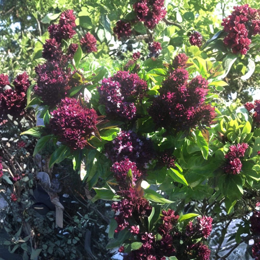 Cardinal Basil Live Plant – 3 Inch Pot | Ocimum basilicum ‘Cardinal’ | Red Flowering Culinary Herb | Aromatic Basil Plant | Herb Garden