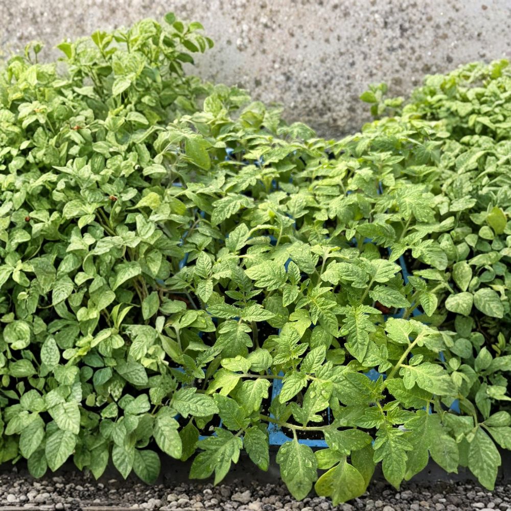 Set of 2 Roma Tomato Live Plants – 6 to 10 Inches Tall | Healthy Starter Plants | Sauce Tomato Variety | Garden & Container Friendly | Easy to Grow