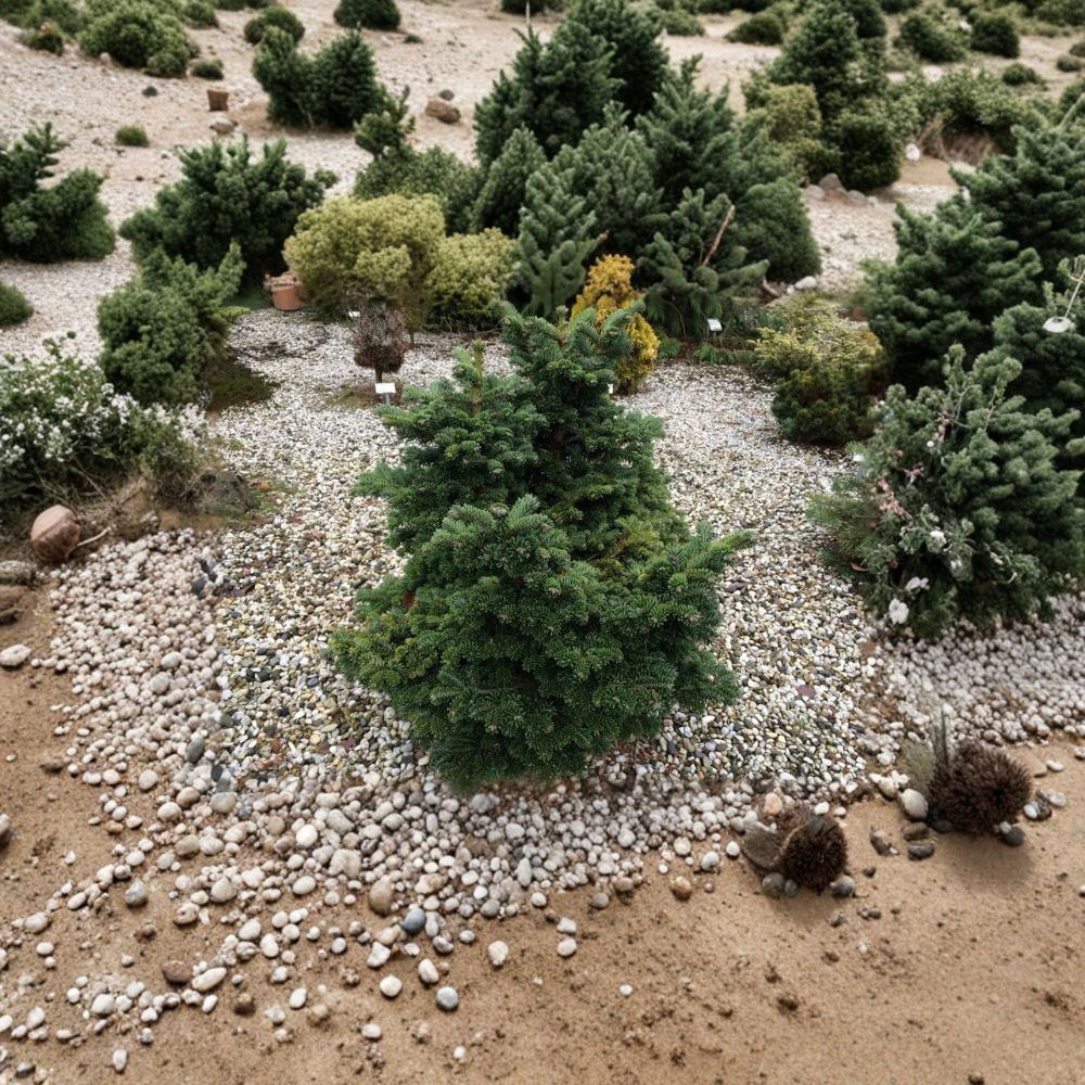 Abies borris-regis 'JK Greece' – Dwarf Macedonian Fir Live Plant | 8 Inches Tall | Includes 1 Gallon Pot Rare Compact Conifer | Rock Garden & Landscape Friendly | Easy to Grow