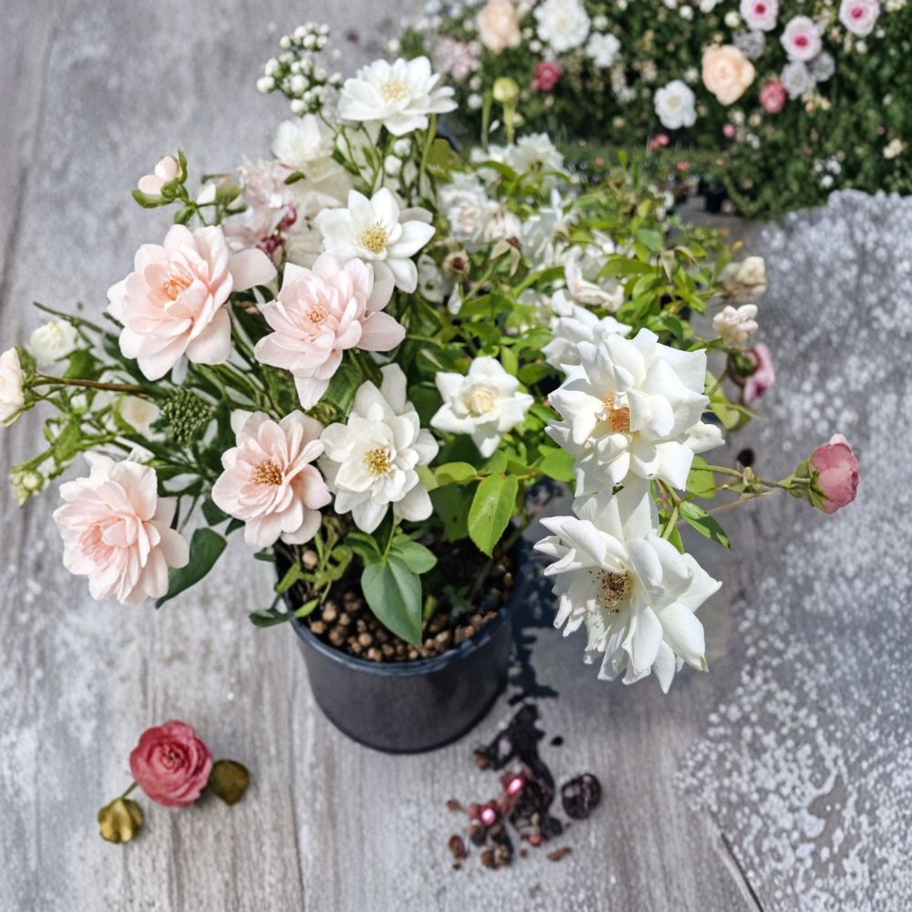 Iceberg Floribunda Rose Live Plant – 1 Gallon Size | Pure White Rose Bush | Repeat Blooming Floribunda Shrub | Elegant Garden Rose | Includes Rooted Live Plant