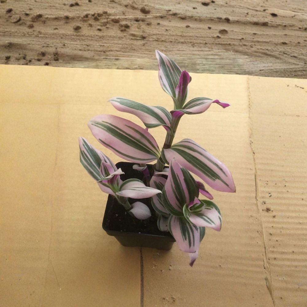 Pink Tradescantia Nanouk Live Plant – 2 Inch Pot | Wandering Jew | Pink & Green Foliage | Easy Care Indoor Houseplant | Trailing Plant