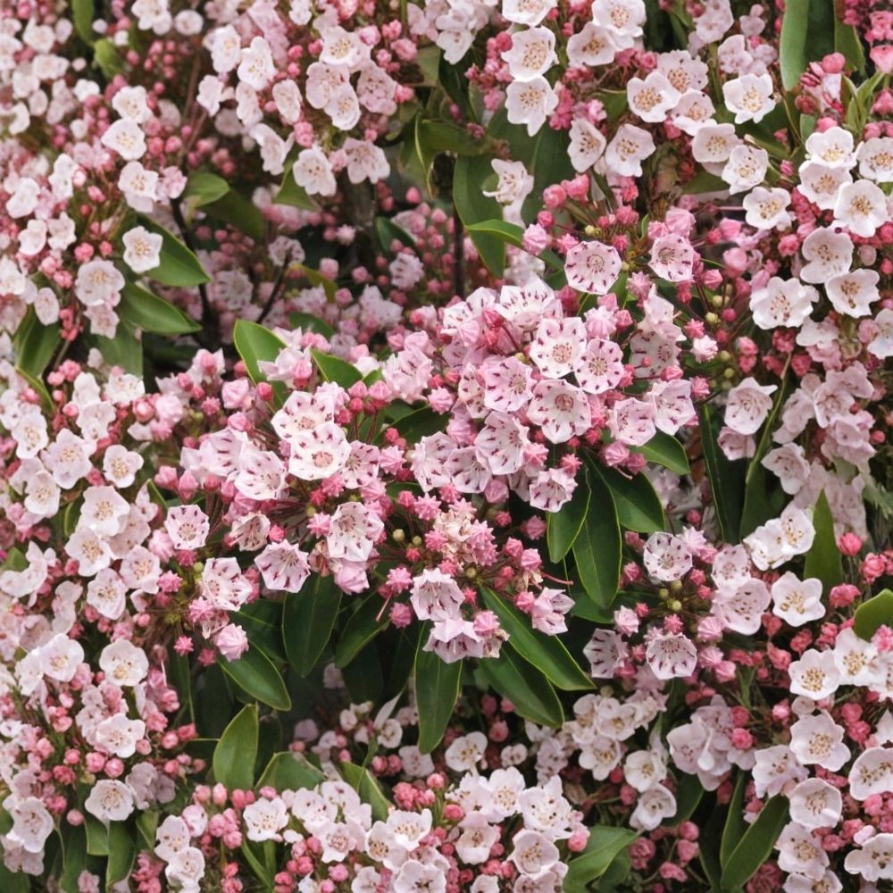 Pink Mountain Laurel Live Plant – Bare Root | Kalmia latifolia | Pink Flowering Evergreen Shrub | Natural Garden Plant | Woodland Landscape