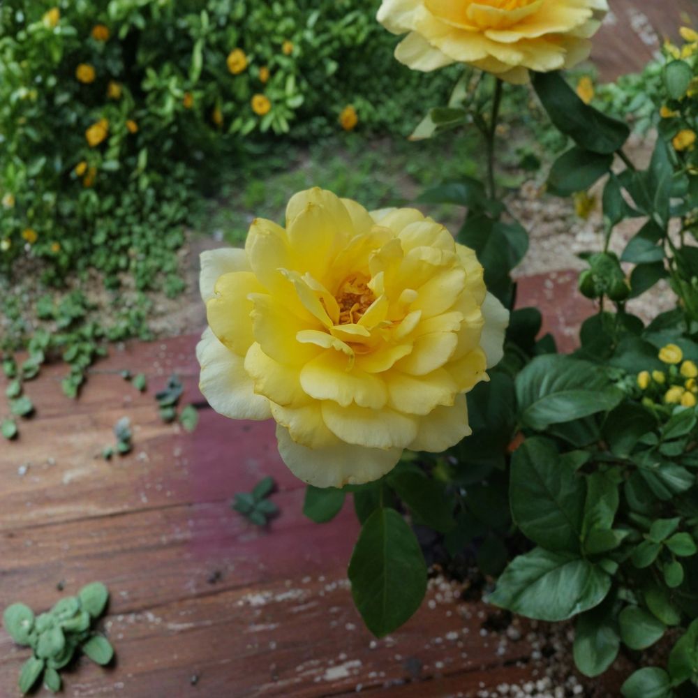 Sunsprite Floribunda Rose Live Plant – 3 Gallon Size | Deep Yellow Rose Bush | Fragrant Repeat Blooming Shrub | Bright Garden Rose | Includes Rooted Live Plant