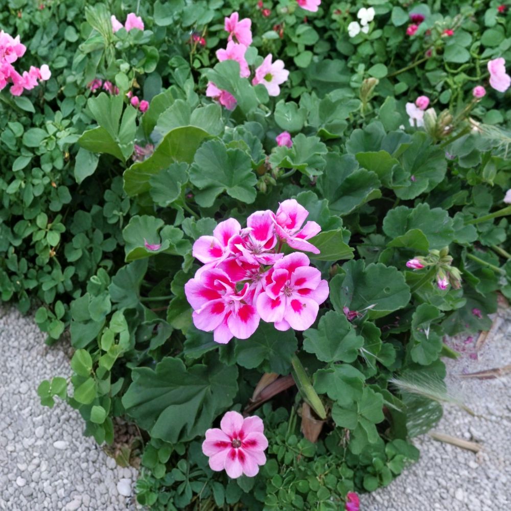 Light Pink & Pink Geranium – 2 Live Starter Cuttings | 6 Inches Long | Fragrant Flowering Pelargonium | Easy to Root