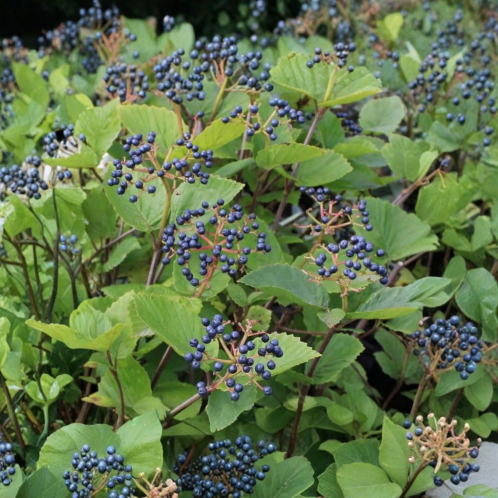 Chicago Lustre Viburnum Live Plant – Viburnum dentatum | 4 to 6 Inches Tall | Includes 3 Inch Nursery Pot | Hardy Landscape Shrub | Easy to Grow