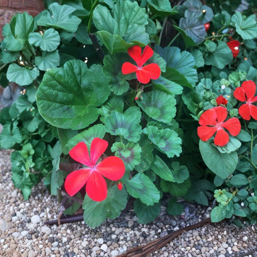 Orange Red Zonal Pelargonium Geranium Live Cuttings – 5 Pack | 6+ Inches Long | Fresh Starter Cuttings | Vivid Red-Orange Flowers | Easy to Grow
