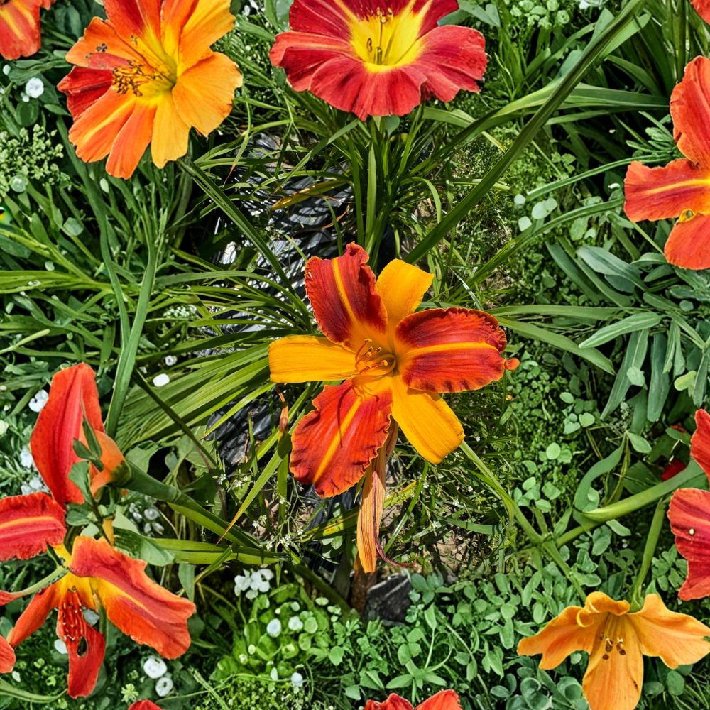 Hemerocallis 'Frans Hals' Daylily – 3 Bare Root Plants | Grade #1 Roots | Bicolor Perennial Flower | Hardy Garden Favorite | Easy to Grow
