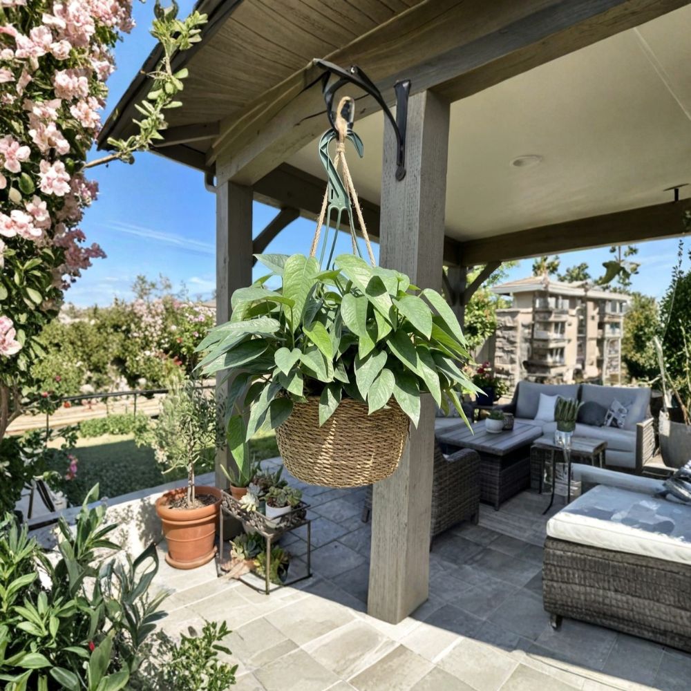 Rare Cebu Blue Pothos Live Plant | 2 Inch Pot | Rooted Climbing Houseplant | Indoor & Outdoor Friendly