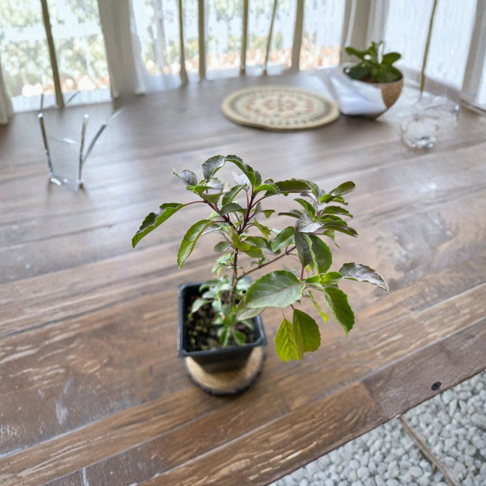 Set of 3 Holy Basil (Tulsi) Live Plants – Kapoor, Krishna & Rama Varieties | Healthy Starter Plants | Aromatic Culinary & Herbal Herb | Easy to Grow