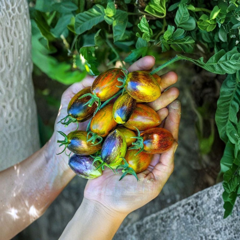 Brad's Atomic Grape Tomato – Solanum lycopersicum Seeds | 50 Organic Seeds | Multi-Colored Anthocyanin-Rich Variety | Garden & Container Friendly | Easy to Grow