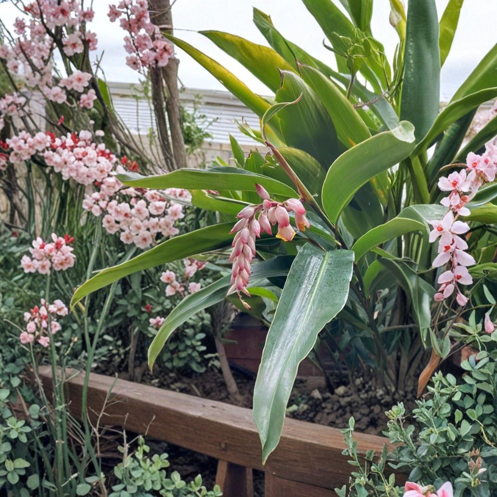 Shell Ginger Live Rhizome – Alpinia zerumbet | Rooted Porcelain Lily Plant | Tropical Flowering Ginger | Exotic Garden Plant