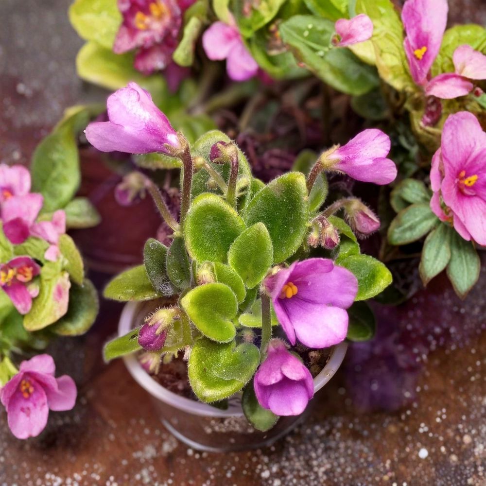 SK-Vernisazh African Violet Live Plant | Micro Mini Variety | Rooted Houseplant | Indoor Flowering Plant | Collector Favorite