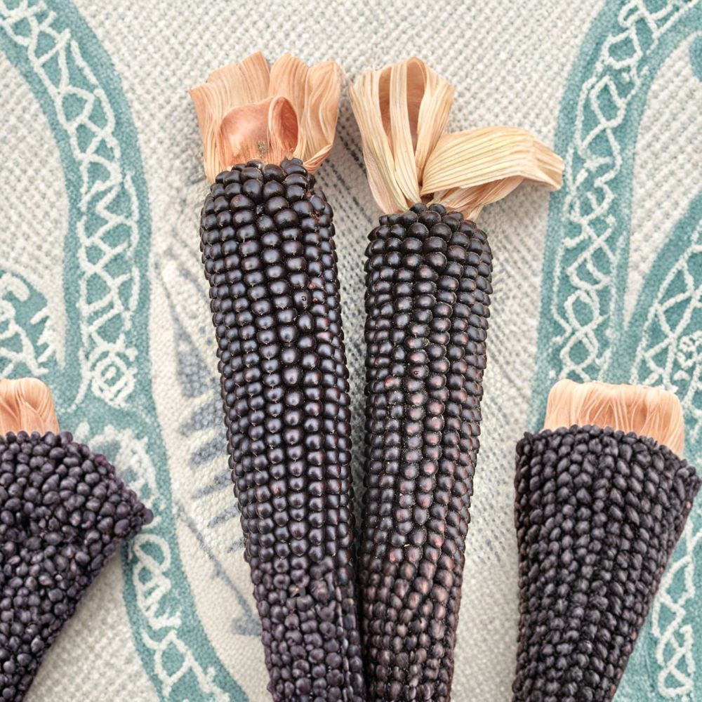 Dakota Black Popcorn – Zea mays Seeds | 100 Organic Heirloom Seeds | Early Maturing Black Kernel Popcorn | Garden & Homestead Friendly | Easy to Grow