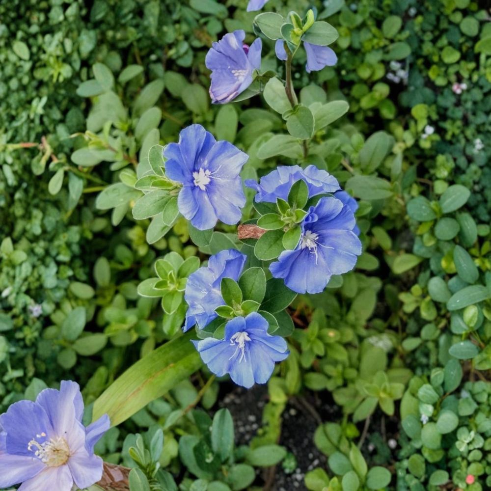 Blue Daze Live Plant – 3–6 Inch | Evolvulus glomeratus | True Blue Flowering Groundcover | 3–4 Inch Pot | Heat Tolerant | Container & Garden Plant