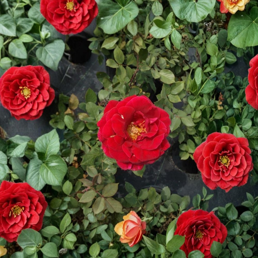 Mr. Lincoln Rose – Hybrid Tea Rose Live Plant | 2 Gallon Size | Deep Red Fragrant Blooms | Classic Garden Rose | Full Sun Landscape Shrub