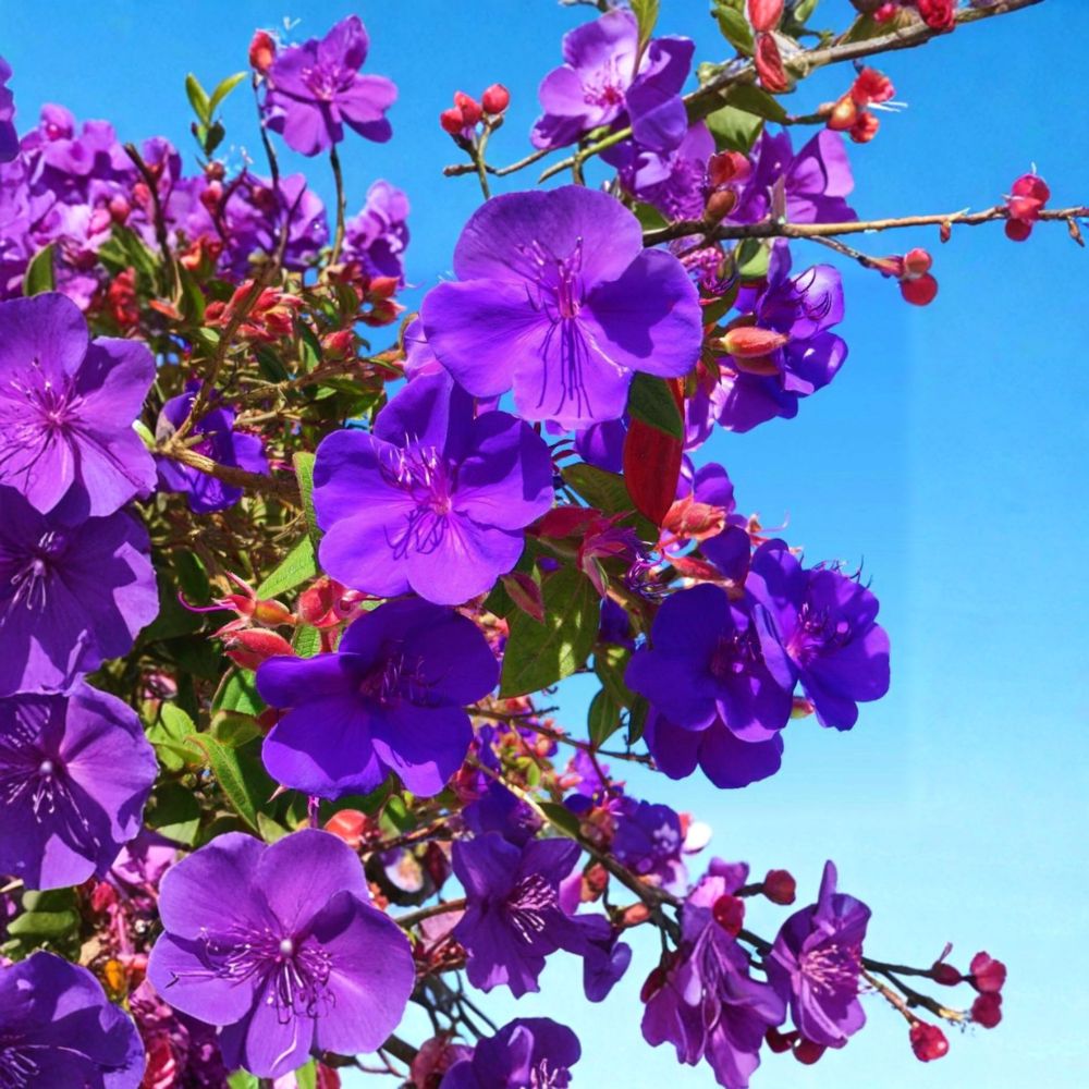 Ecuador Purple Princess Glory Bush – Tibouchina lepidota Live Starter Plant | 2–8 Inches Tall | Includes Nursery Pot | Tropical Flowering Shrub | Patio & Garden Friendly