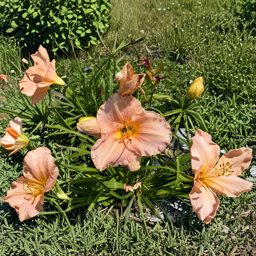 Hemerocallis 'Pewter Pink' Daylily – 3 Bare Root Plants | Grade #1 Roots | Pink Perennial Flower | Hardy Garden Favorite | Easy to Grow
