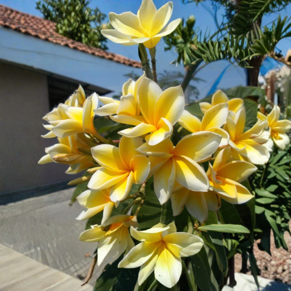 Yellow Plumeria Live Cutting – Hawaiian Frangipani | Tropical Flowering Plant | Fragrant Blooms | Indoor & Outdoor Growing