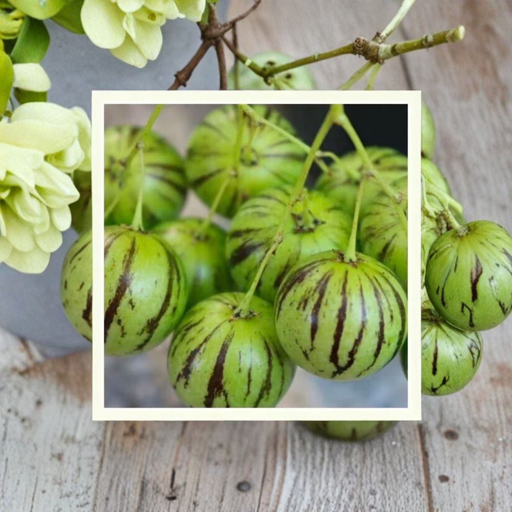 Tzimbalo – Solanum caripense Seeds | 50 Organically Grown Seeds | Rare Melon Pear Fruit Variety | Garden & Container Friendly | Easy to Grow