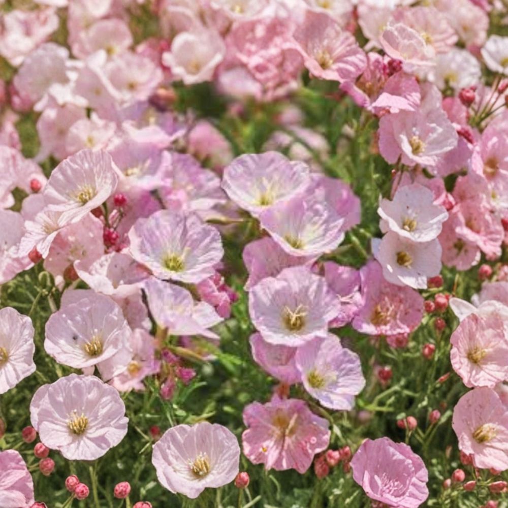 Twilight Primrose Live Plant | Bare Root Starter | Evening Primrose Flower | Easy Care Perennial | Garden & Pollinator Friendly
