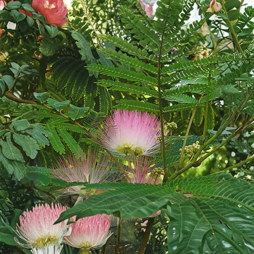 Live Mimosa Tree Plant – Albizia julibrissin 8 Inch | Persian Silk Tree | Pink Fragrant Flowers | Fast Growing Ornamental Tree