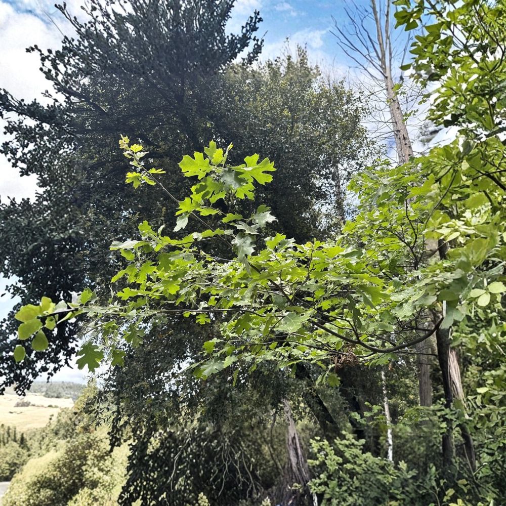 California Black Oak Tree – Quercus kelloggii Live Bare Root Seedling | 6–10 Inches Tall | Native Shade Tree | Acorn Producing Oak | Drought Tolerant | Zones 5–10
