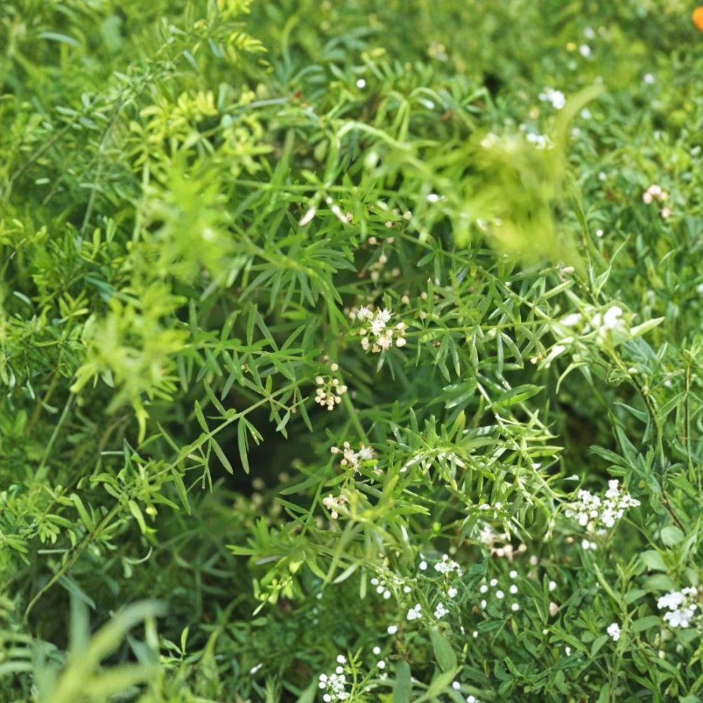 Sprengeri Fern – Asparagus densiflorus ‘Sprengeri’ Live Plant | Fully Rooted 1 Gallon | Asparagus Fern | Hanging Basket & Container Plant