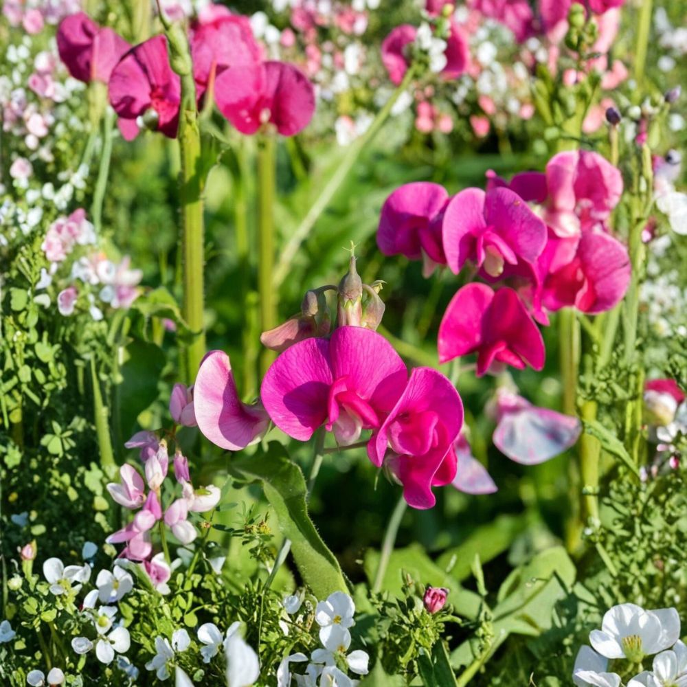 Polygala myrtifolia (Sweet Pea Bush) | 7 Live Cuttings | Approximately 6 Inches Long | Evergreen Flowering Shrub | Easy to Grow