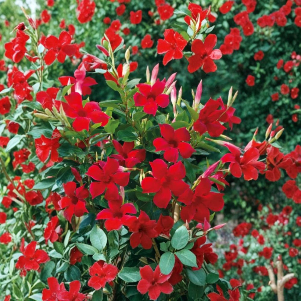 Red Mandevilla Live Plants – 2 Starter Plants | 4–6 Inches Tall | Bare Root | Tropical Flowering Vine