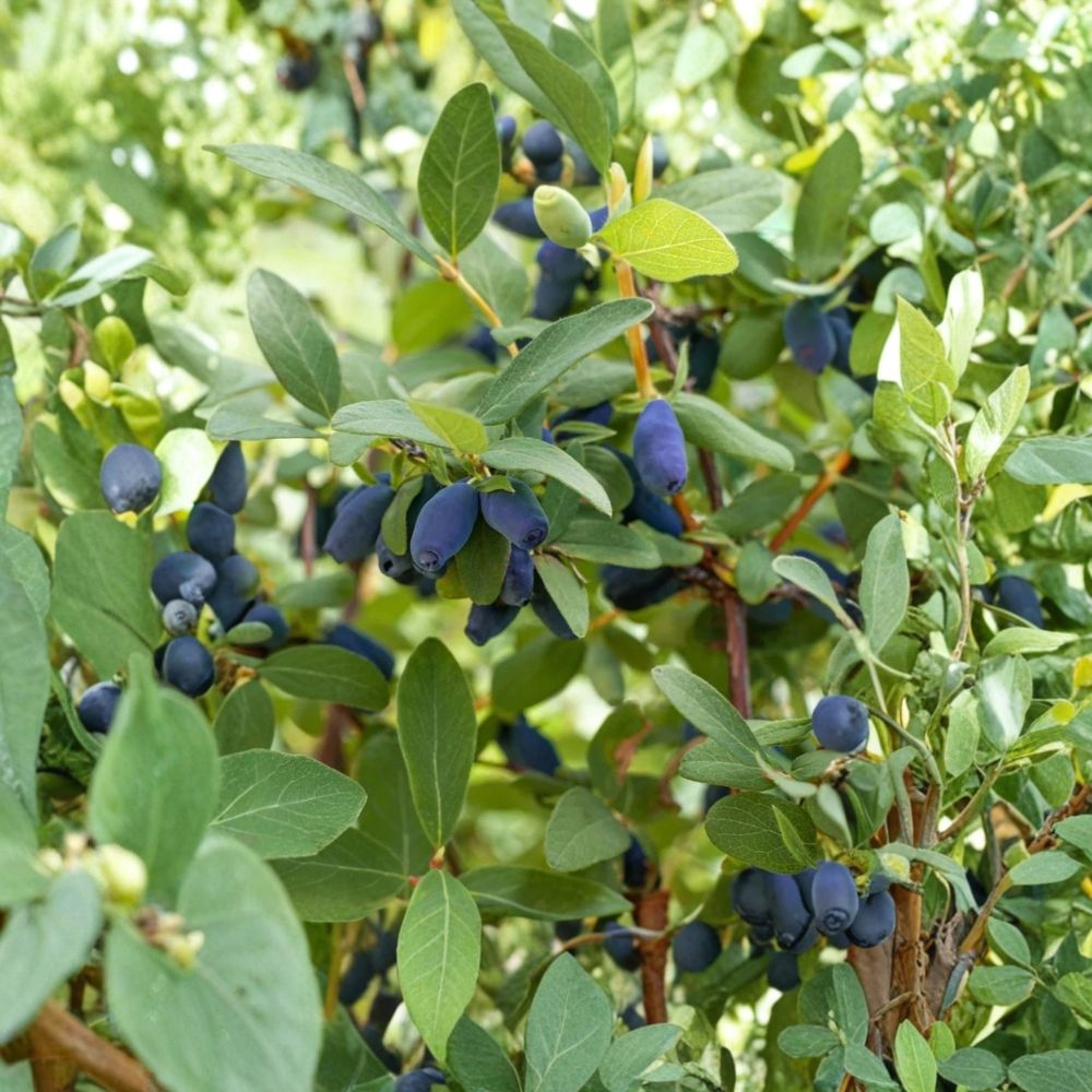Boreal Beauty Honeyberry – Lonicera caerulea | 2-Year Live Plant | Gallon Size | Bare Root | Cold Hardy Fruit Shrub