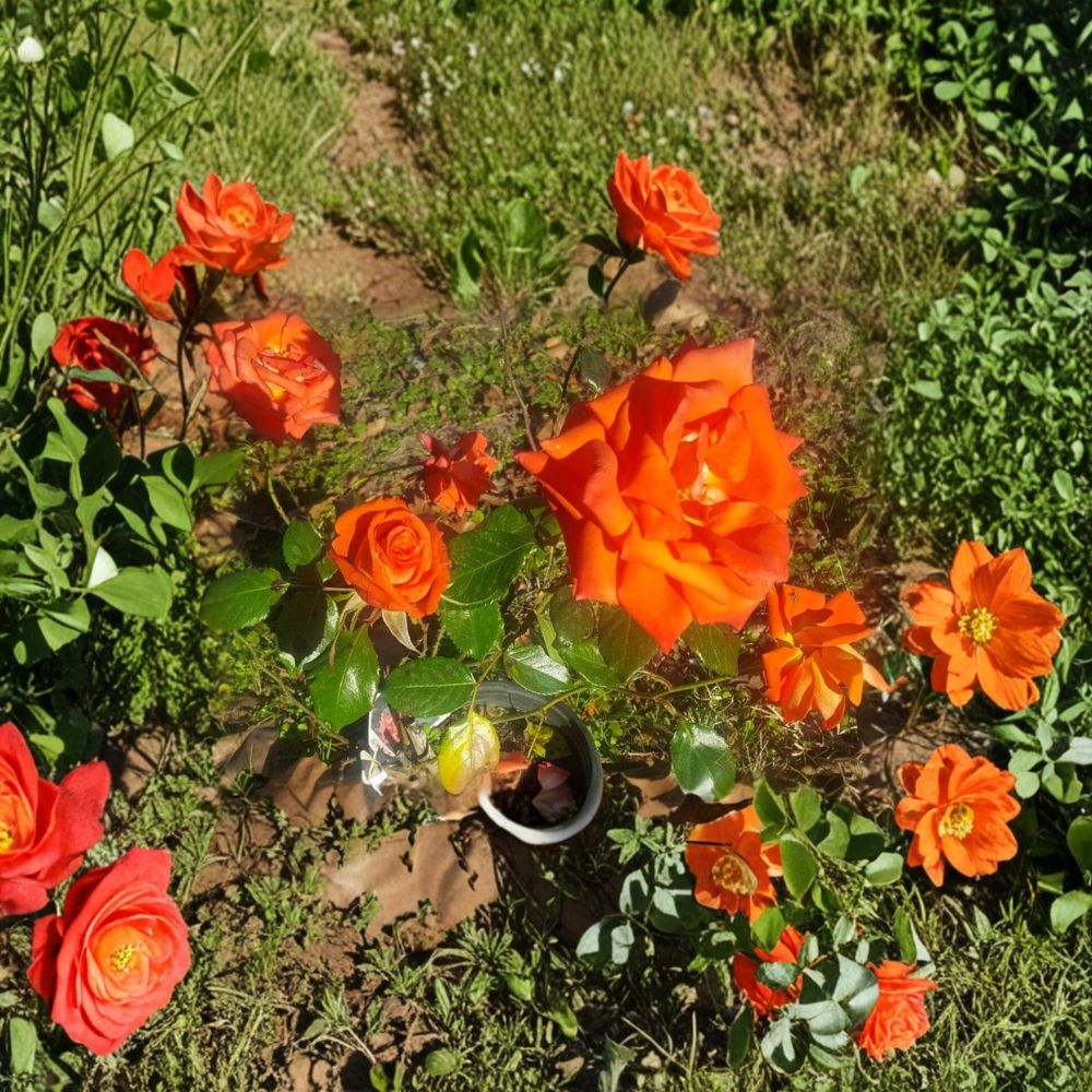 Marina Everblooming Floribunda Rose – Live Bush Plant | 2 Gallon Size | Includes Rooted Rose Ready for Planting | Landscape & Garden Friendly | Easy to Grow