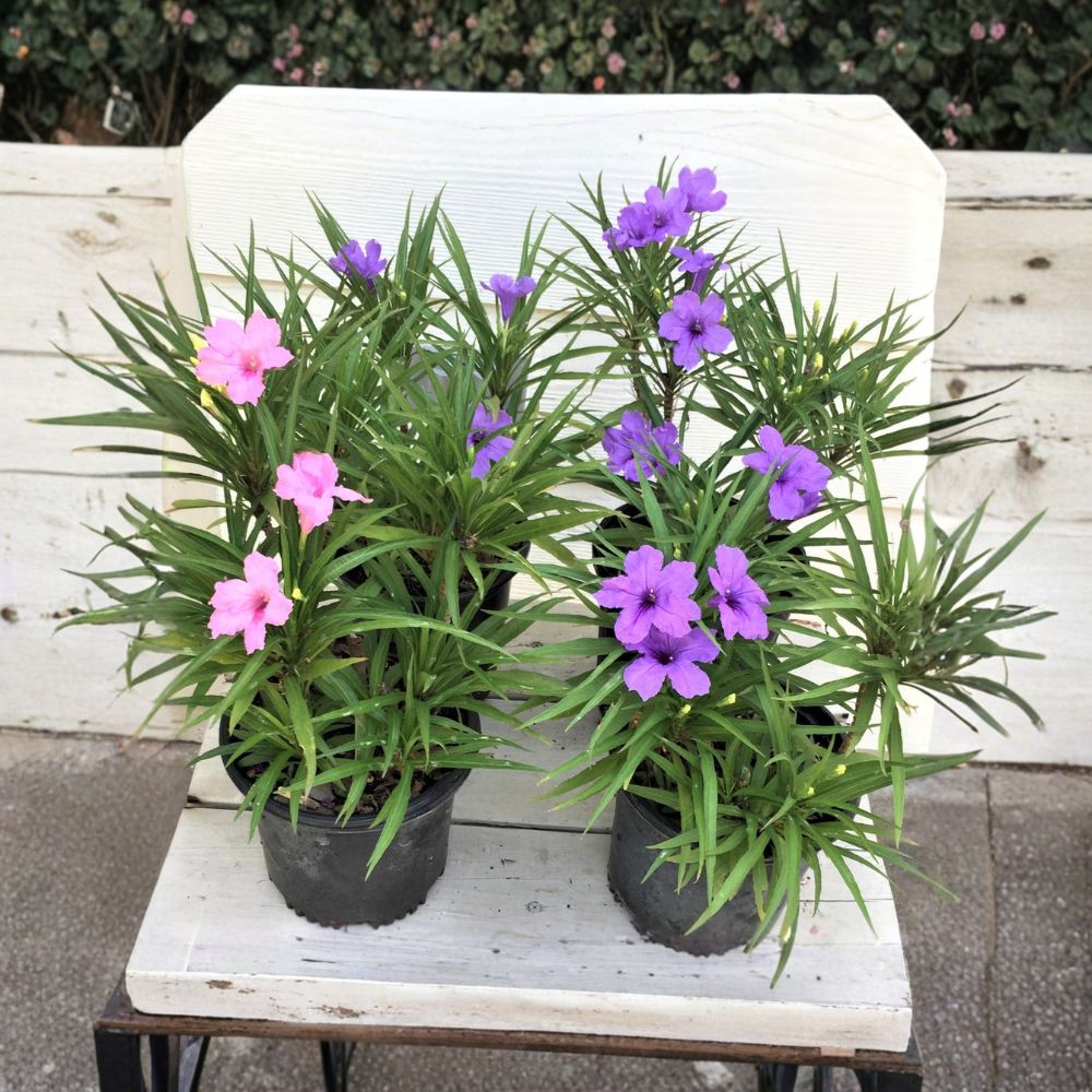 6 Live Ruellia Plants – 4 Purple & 2 Pink Mexican Petunias | Rooted Starter Plants | Ships Bare Root | Hardy Perennial | Easy to Grow