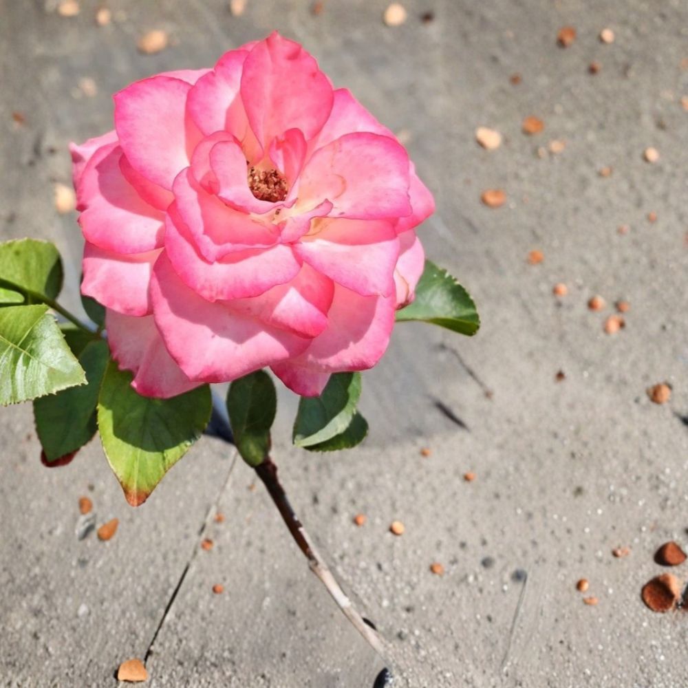 Nichole Floribunda Rose – Rosa hybrida Live Plant | 3 Gallon Size | White Pink Everblooming Rose Bush | Includes Nursery Pot | Garden & Landscape Friendly | Easy to Grow