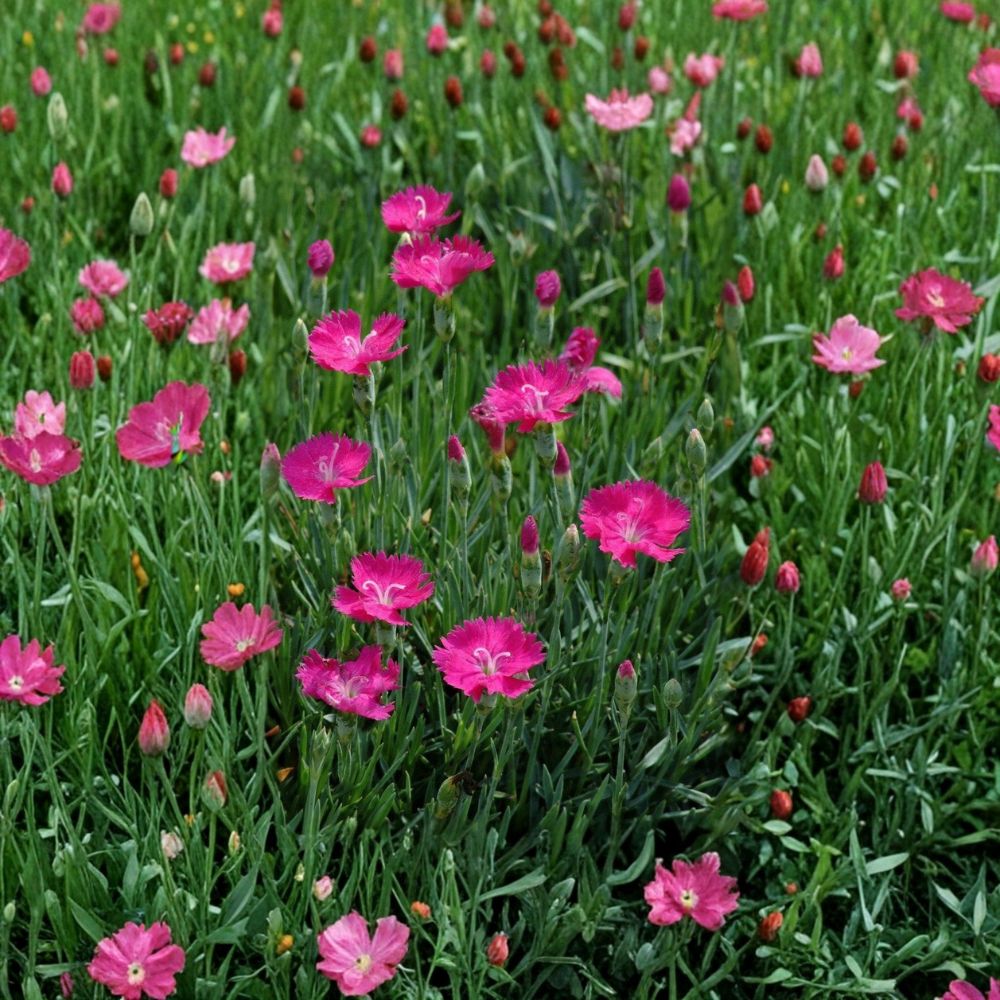 Neon Star Dianthus Live Plant | Well-Rooted Starter Perennial | Fragrant Pink Flowers | Evergreen Garden Plant | Bare Root