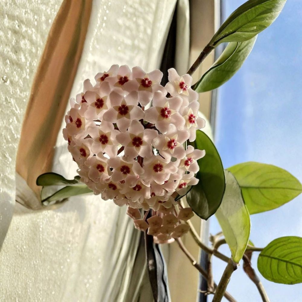 2 Live Hoya Rooted Plants – Fragrant Flowering Houseplants | Tropical Wax Plant | Rooted Cuttings | Minimal Soil