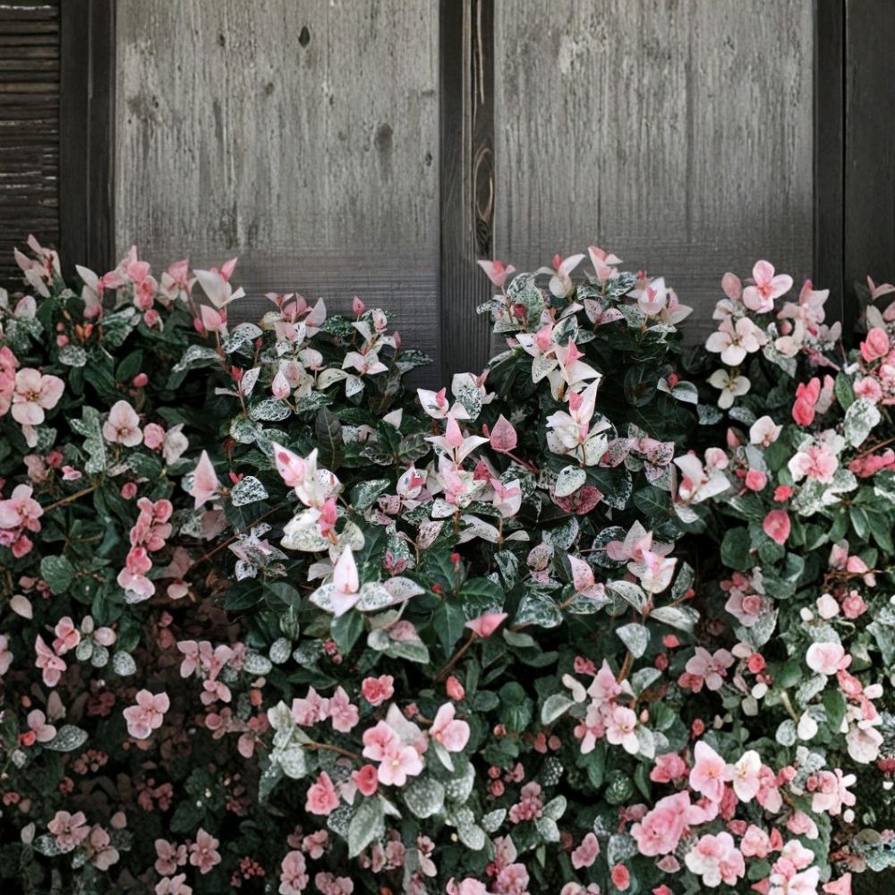 Snow N Summer™ Asian Jasmine Live Plant – Trachelospermum asiaticum 'Snow N Summer' | 1 Quart Grow Bag | Variegated Evergreen Vine | Fragrant Groundcover