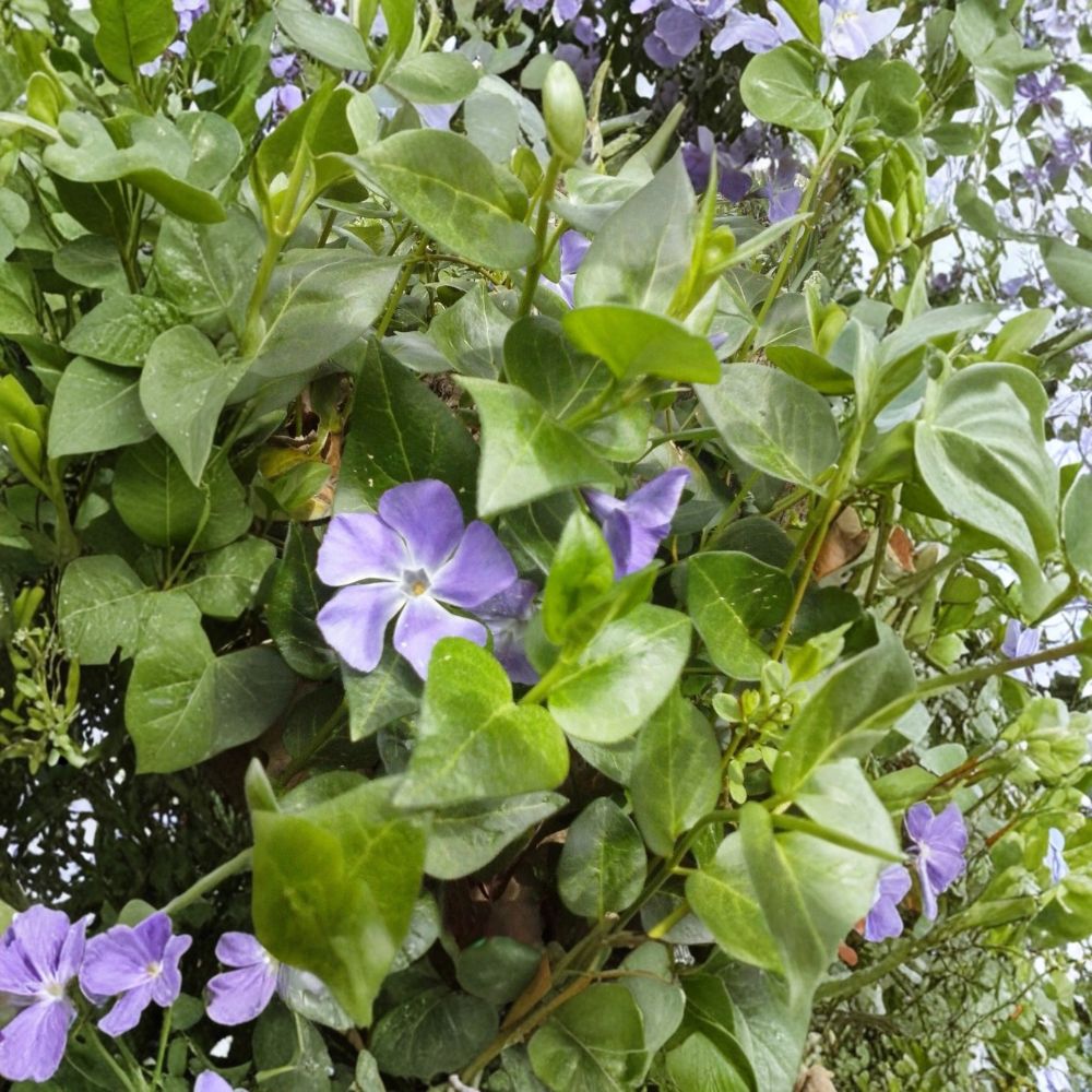 Vinca Major Periwinkle Vine Live Plants | Set of 30 Bare Root Ground Cover | Evergreen Creeping Vine | Ready to Plant